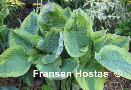 Hosta Robert Frost